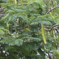 Delonix regia (Bojer ex Hook.) Raf.